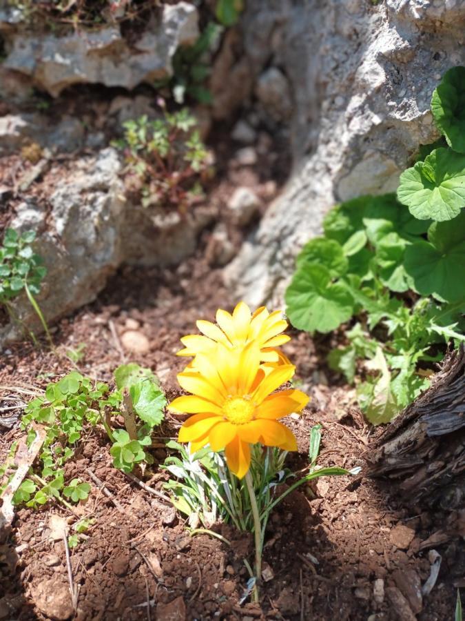 Aphrodite'S Maisonette On Corfu Island 바바티 외부 사진